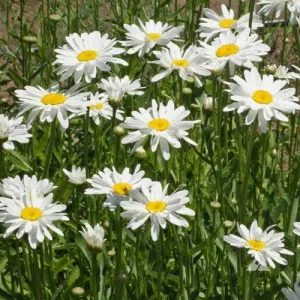 Alaska Shasta Daisy Seeds