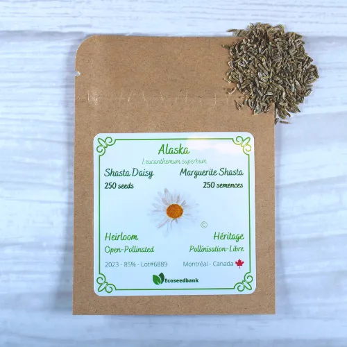 Alaska Shasta Daisy Seeds