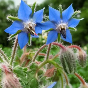 Borage Seeds