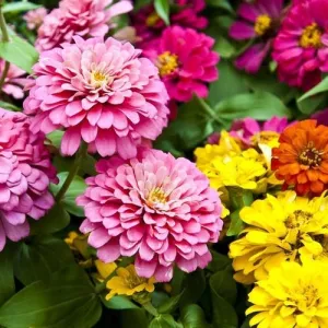Dahlia Flowered Mix Zinnia Seeds