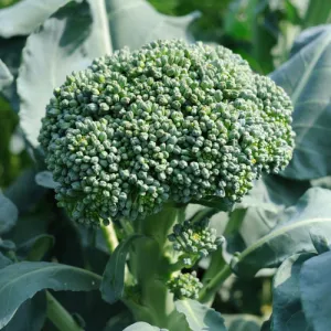 Di Cicco Broccoli Seeds