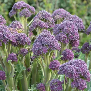 Early Purple Sprouting Broccoli Seeds