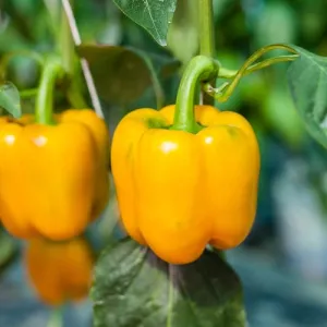 Golden Cal Wonder Pepper Seeds