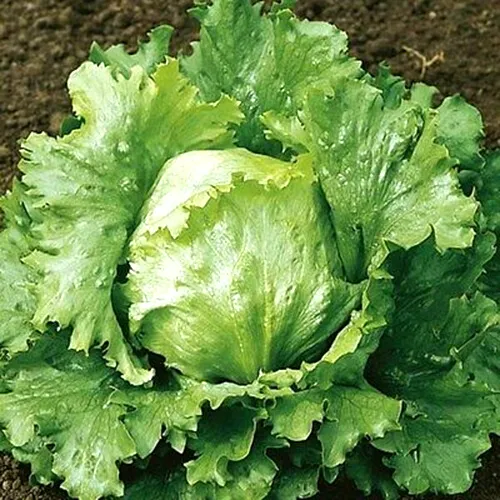 Hanson Improved Lettuce Seeds