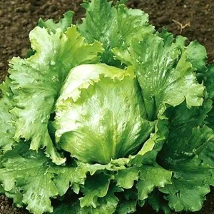 Hanson Improved Lettuce Seeds