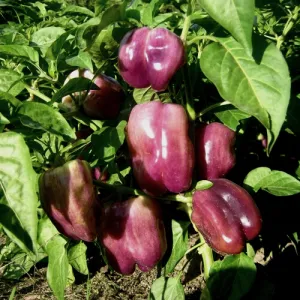Lilac Bell Sweet Pepper Seeds