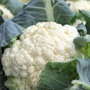 Self Blanche Cauliflower Seeds