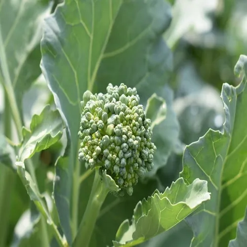 Spring Rapini Raab Broccoli Seeds