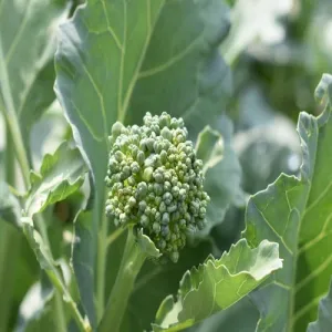 Spring Rapini Raab Broccoli Seeds