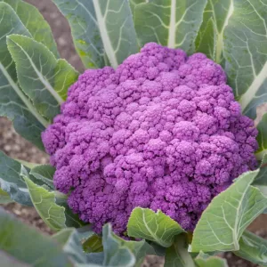 Violetta Italia Cauliflower Seeds
