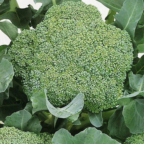 Waltham 29 Broccoli Seeds