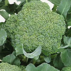 Waltham 29 Broccoli Seeds